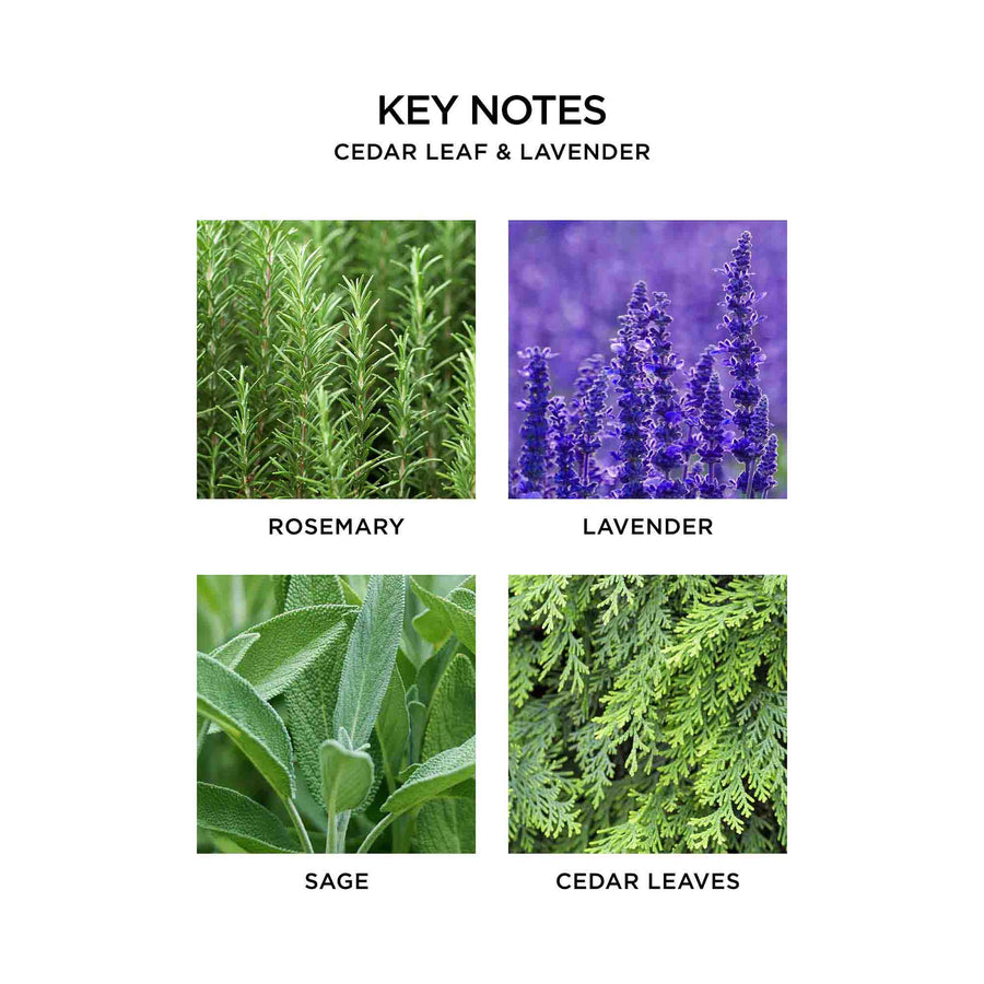 Cedar Leaf & Lavender Key Notes by NEST New York